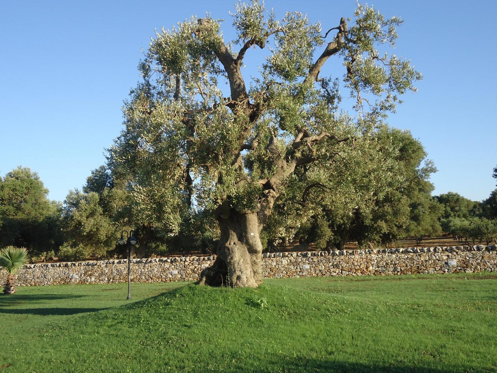 Masseria Valente Ostuni Exteriör bild
